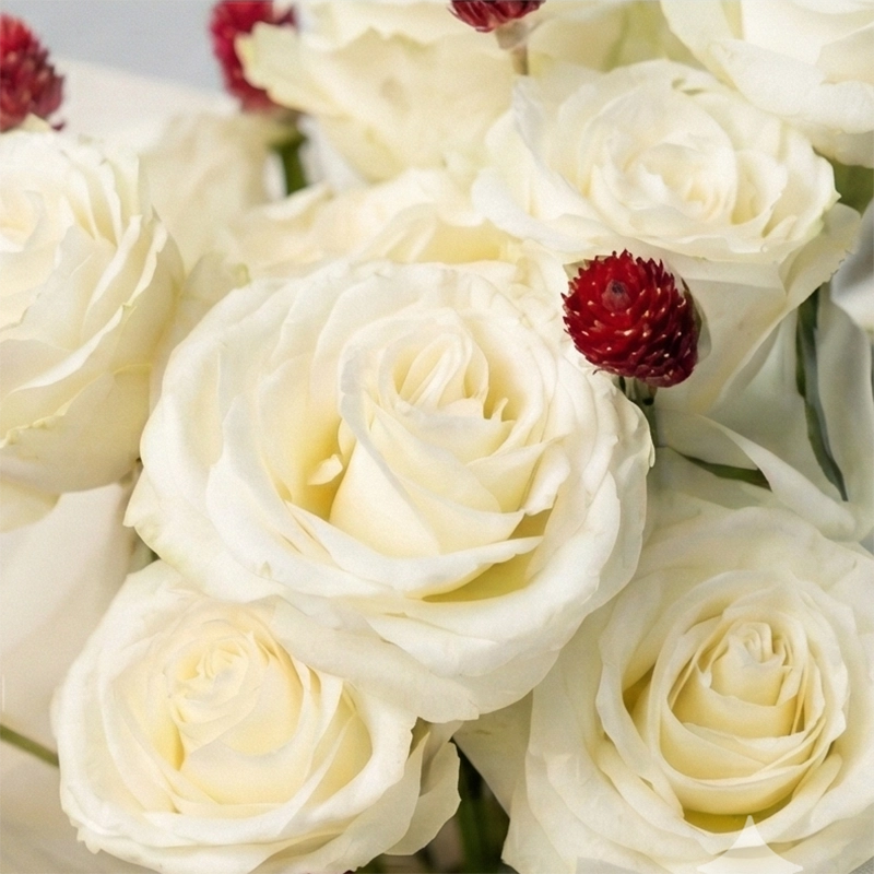 purest cherish / 纯白挚爱 purest cherish / 纯白挚爱